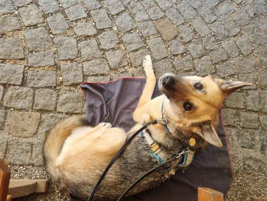 Ist das ein...?-Beitrag-Bild