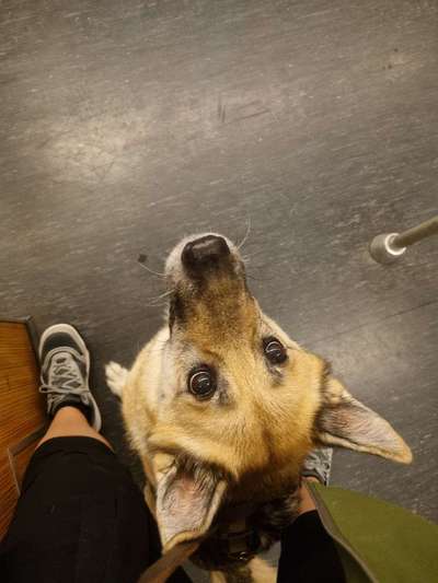 Universal Allzweck Sündenbock Schäferhund-Beitrag-Bild