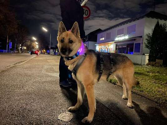 Dogorama Foto Challenge - Dämmerung-Beitrag-Bild