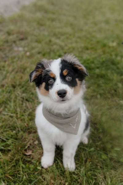 Hundetreffen-Suche Spielkamerad-Bild