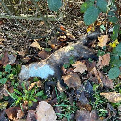 Giftköder-Totes Wildtier-Bild