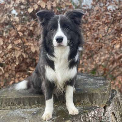 Hundetreffen-Gemeinsames Gassi gehen, gerne auch im Freilauf oder auch zum gemeinsamen trainieren.-Bild