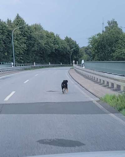 Giftköder-Freilaufender Hund-Bild