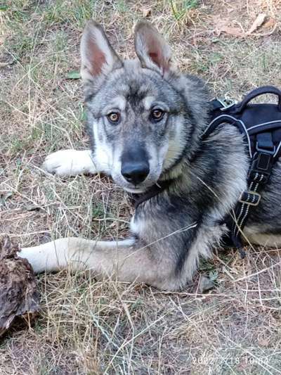 Reinrassige Hunde?-Beitrag-Bild