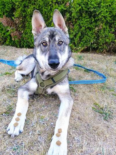 Seltene Rassen!-Beitrag-Bild