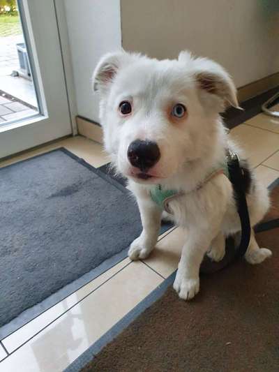 Welpen Bilder !-Beitrag-Bild