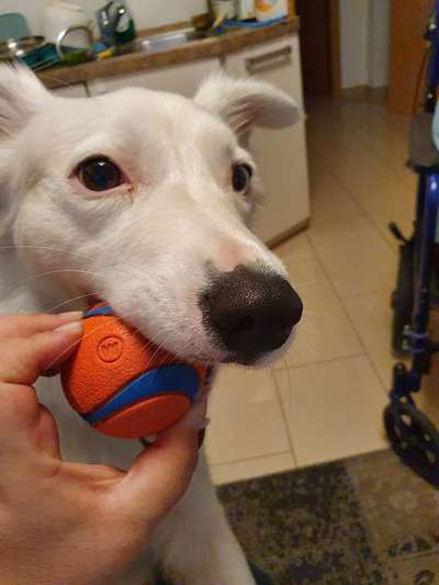 Zeigt mir die tollste Nahaufnahme von eurer Fellnase-Beitrag-Bild