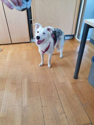 Gibt's hier noch mehr Border Collies???-Beitrag-Bild