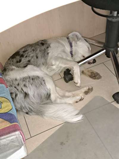 Gibt's hier noch mehr Border Collies???-Beitrag-Bild