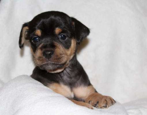 Welpen Bilder !-Beitrag-Bild