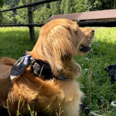 Hundetreffen-Golden Retriever Treffen-Bild