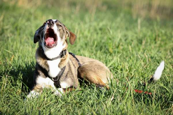 Challenge 23 : "  Euer Hund beim Frühlingserwachen "-Beitrag-Bild