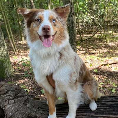 Hundetreffen-Hunde treffen in Hakenfelde 🐶💚-Bild