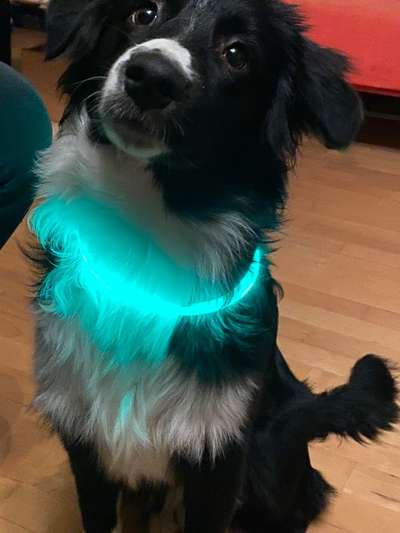 Die Dogorama Kalender Challenge Titelbild-Beitrag-Bild