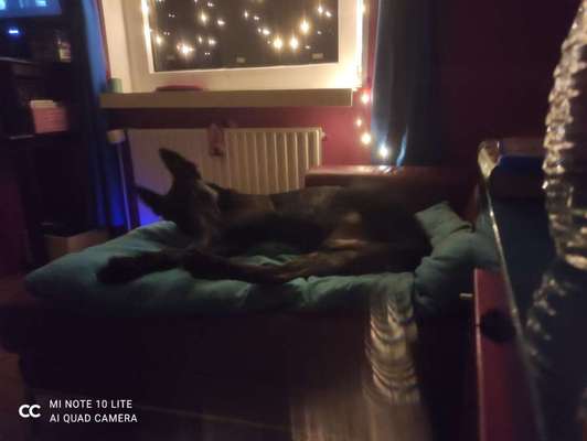 Körbchen / Hundebett-Beitrag-Bild