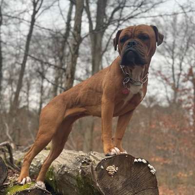 Hundetreffen-Gassi Treffen für meine Hündin-Bild