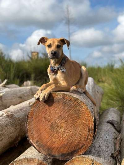 Black Mouth Cur-Beitrag-Bild