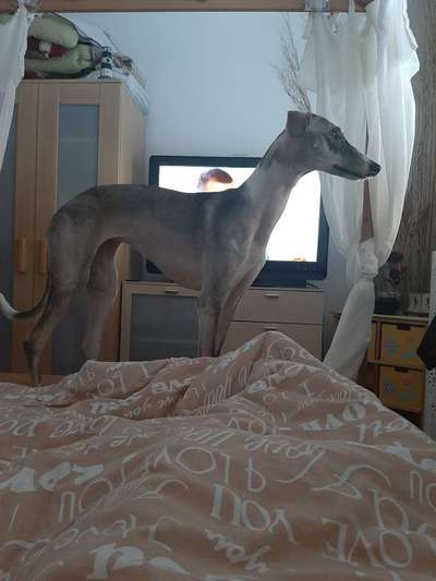 Whippet-Beitrag-Bild