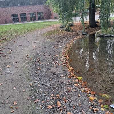 Giftköder-Blaukorn-Bild