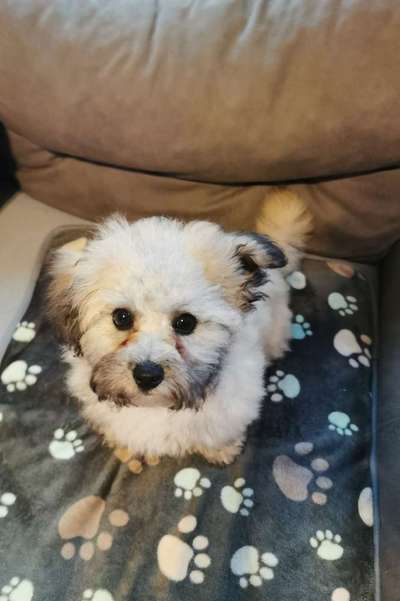 CHALLENGE NR. 19 - Der Hundeblick-Beitrag-Bild