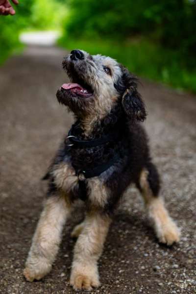 Altdeutsche Hütehund gibt es noch mehr gleichgesinnte?-Beitrag-Bild