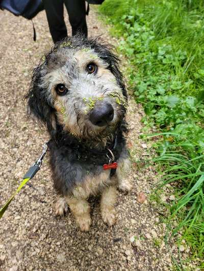 Altdeutsche Hütehund gibt es noch mehr gleichgesinnte?-Beitrag-Bild