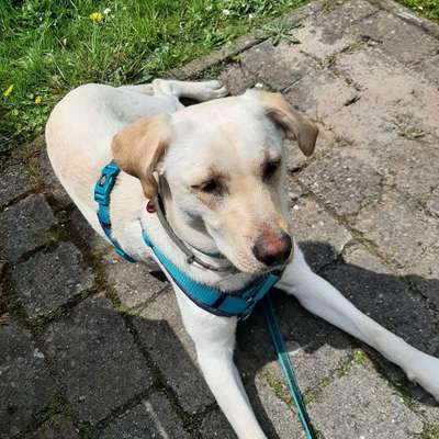 Hundetreffen-Spielen und Toben-Bild