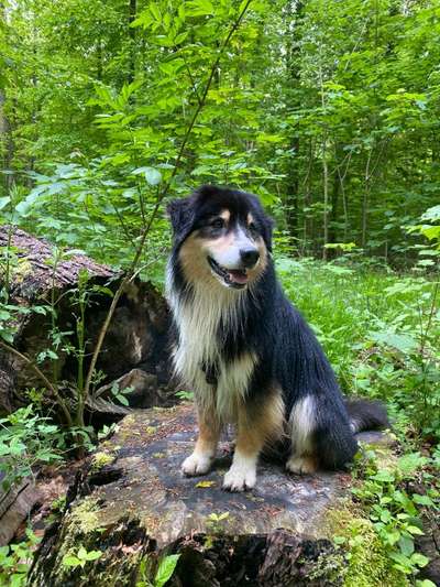 Die Dogorama Monats Challenge "Es grünt und blüht"-Beitrag-Bild