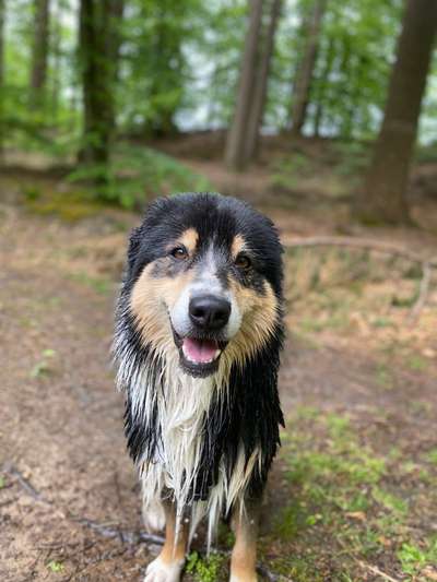 Die Dogorama Wochen Challenge "Spaziergang im Regen"-Beitrag-Bild