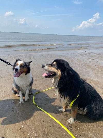 Die Dogorama Wochen Challenge "Friends will be Friends"-Beitrag-Bild