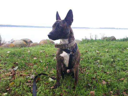 Miniatur Bull Terrier-Beitrag-Bild