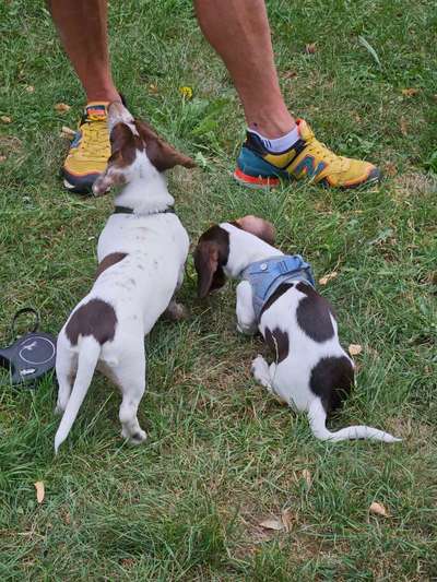 Hundetreffen-Dackel in Riesa, Stadtpark-Bild