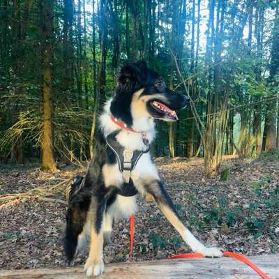 Hundetreffen-Spielpartner gesucht-Bild