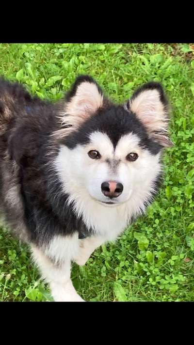 Finnischer Lapphund-Beitrag-Bild