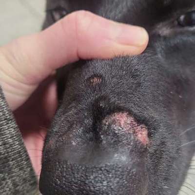 Giftköder-Eichenprozessionsspinner-Bild