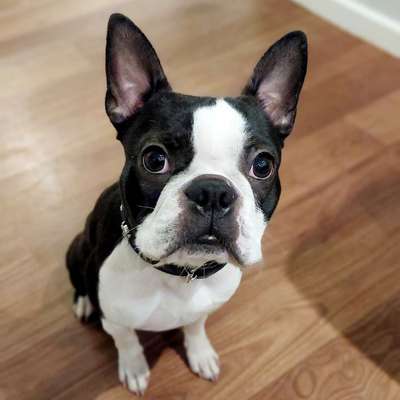 Wo sind hier die Boston Terrier?-Beitrag-Bild