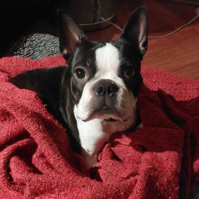 Reinrassige Hunde?-Beitrag-Bild