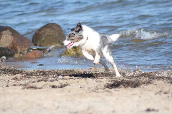 Challenge Nr. 16         Dynamik - Dein Hund in Bewegung-Beitrag-Bild