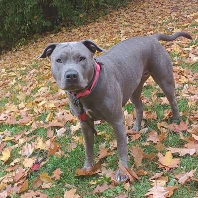 Hundetreffen-Spielen und Toben auch mal robuster-Bild