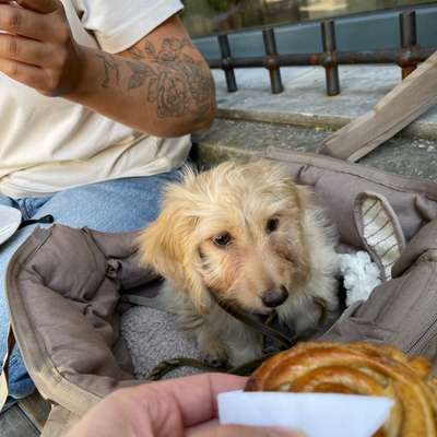 Hundetreffen-Welpentreffen-Bild