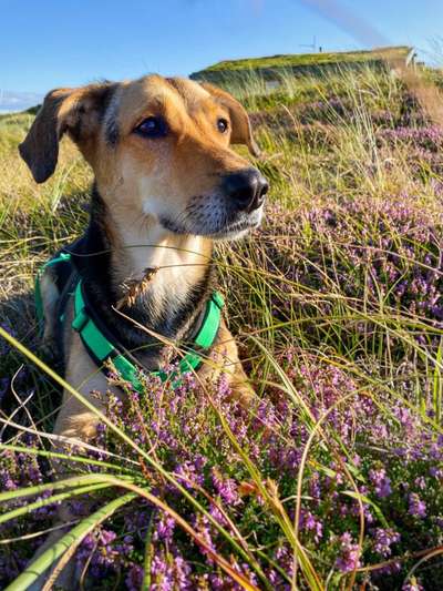 Die Dogorama Kalender Challenge Titelbild-Beitrag-Bild