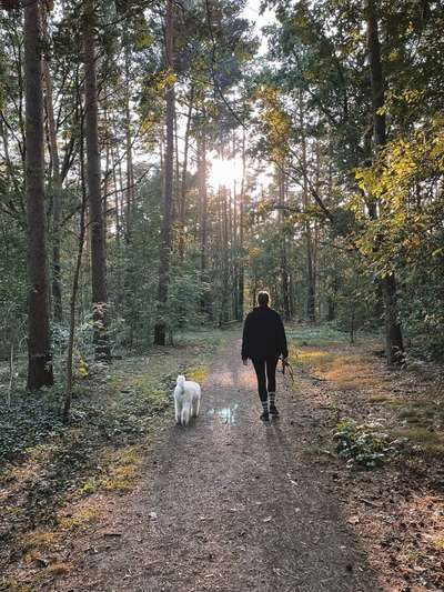 Foto -Challenge  Thema : Dein Hund Im Wald-Beitrag-Bild