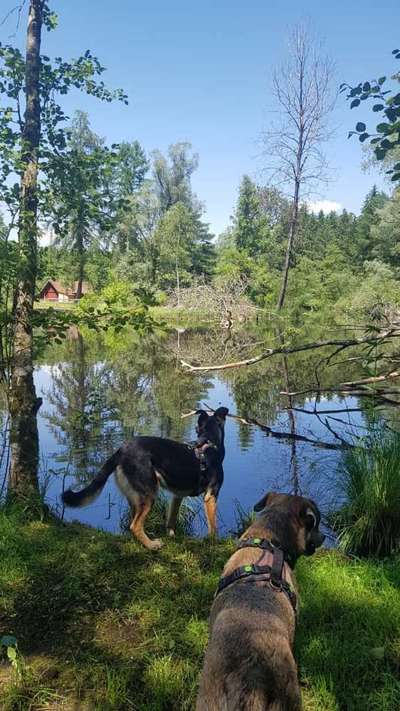 Die Dogorama Monats Challenge "Es grünt und blüht"-Beitrag-Bild