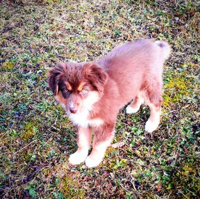 Aussies-Beitrag-Bild