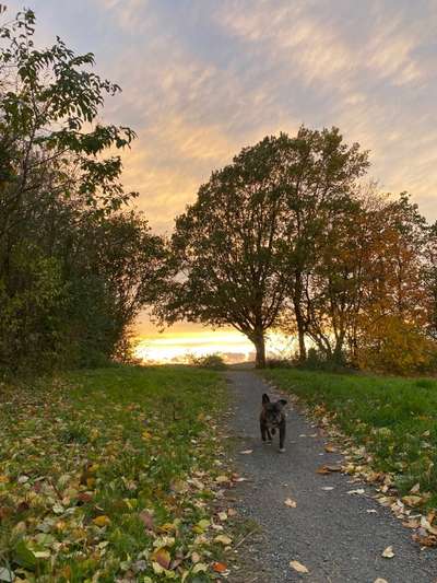 Hundetreffen-Gassirunde Barienrode-Bild