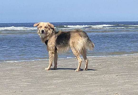 Auslandstierschutz-Beitrag-Bild