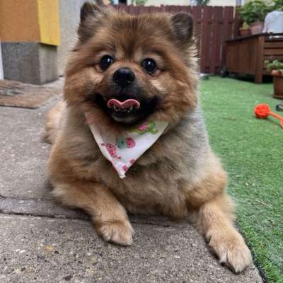 Hundetreffen-Gemütliche Gassirunden-Bild