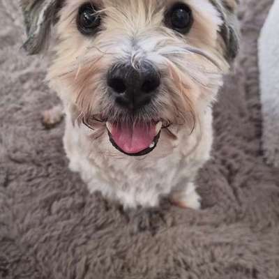 Hundetreffen-Havaneser Mucki sucht Spiel- und Spaziergehkumpel-Bild