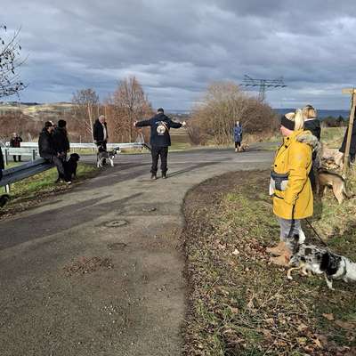 Hundetreffen-Social Walk-Bild