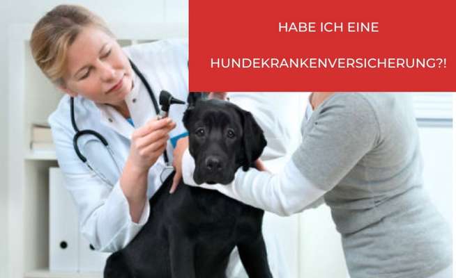 Giftköder-HUNDEKRANKEN­­VERSICHERUNG-Bild